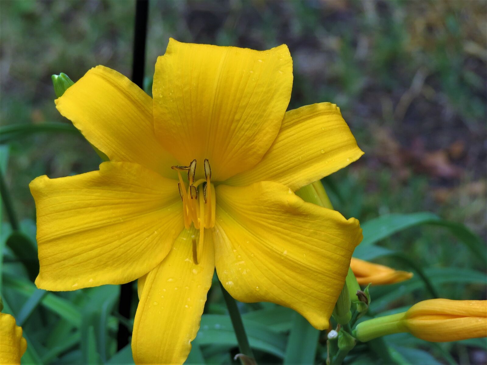 Canon PowerShot SX50 HS sample photo. Flower, yellow, lilly photography