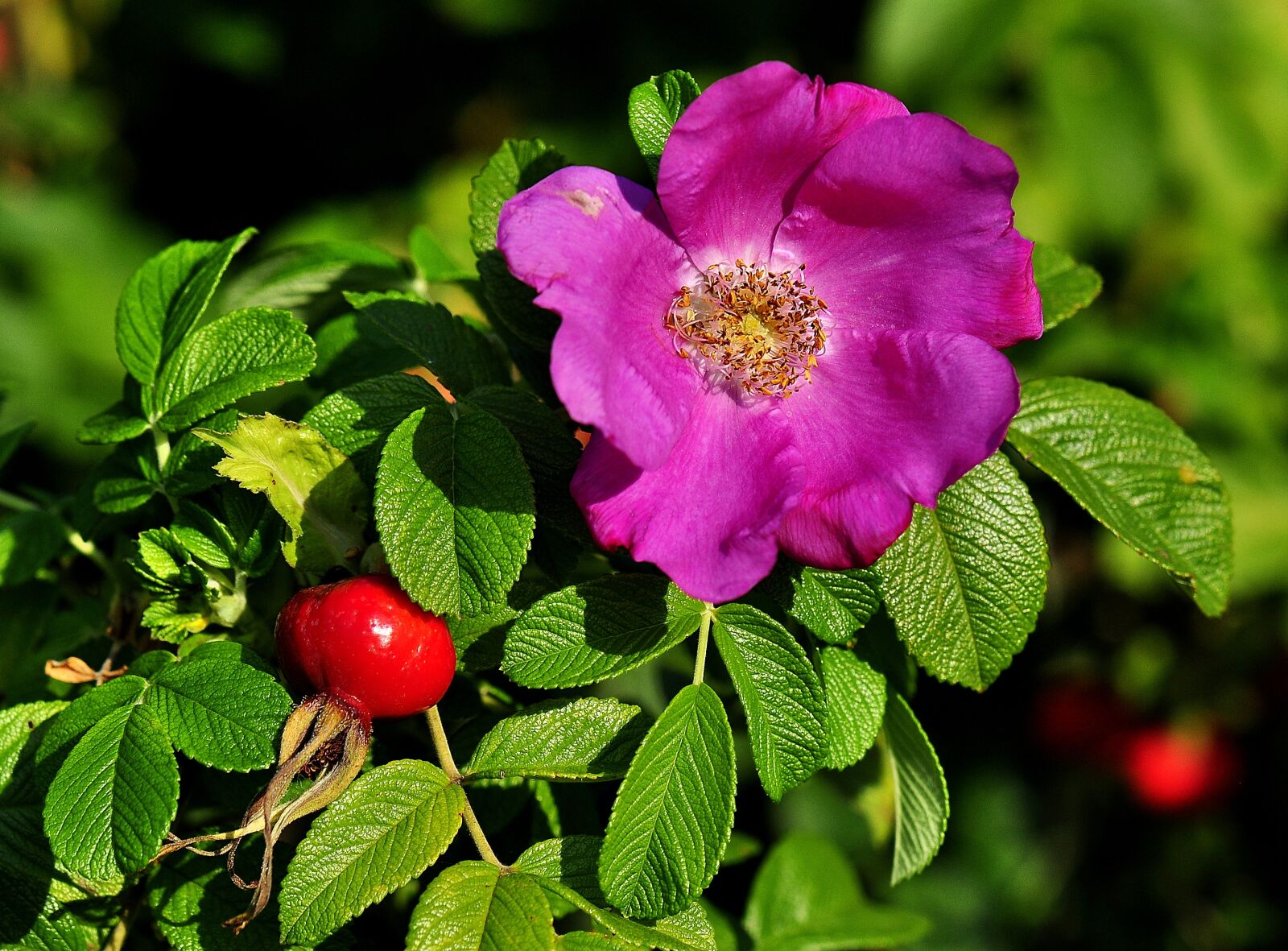Nikon D90 sample photo. Rose, fruit, flower photography