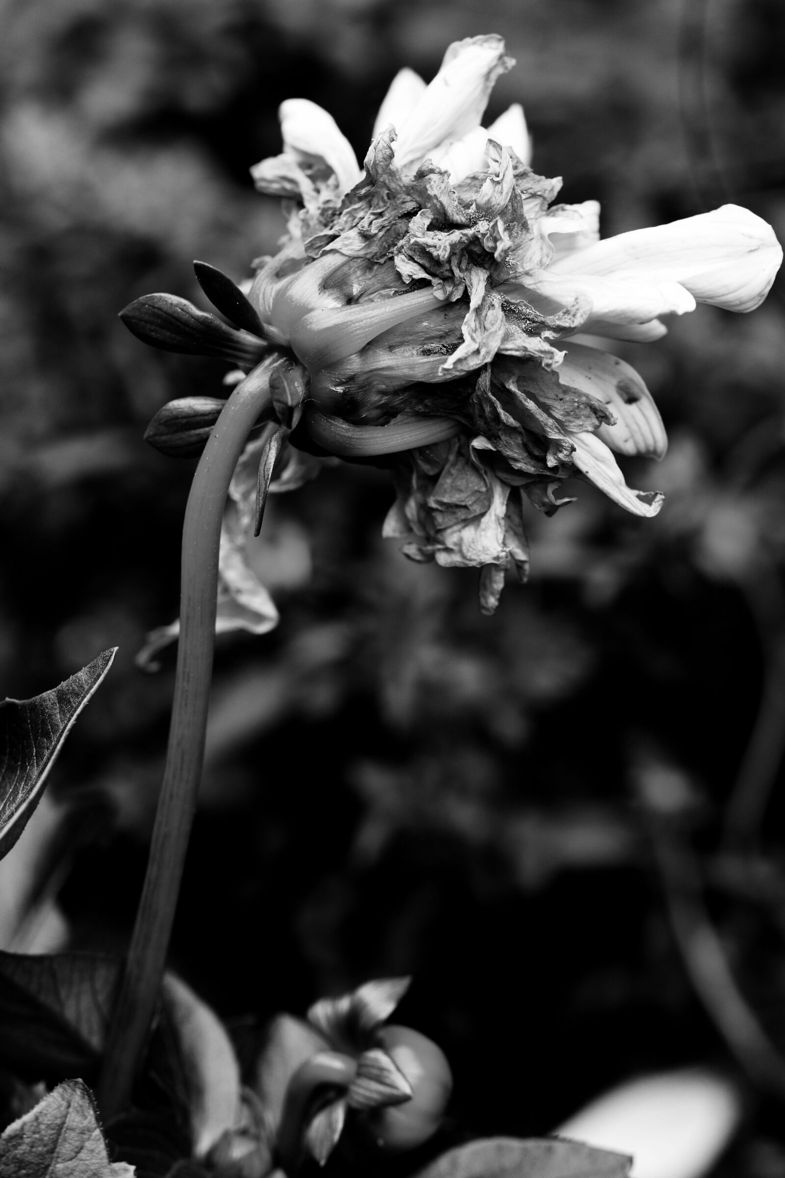 Canon EOS 7D Mark II sample photo. Flower, garden, summer photography