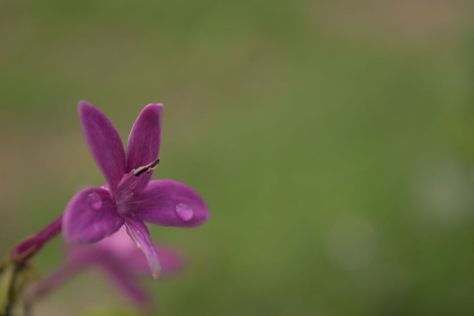 Nikon D3300 sample photo. Alone, flower, green, pink photography