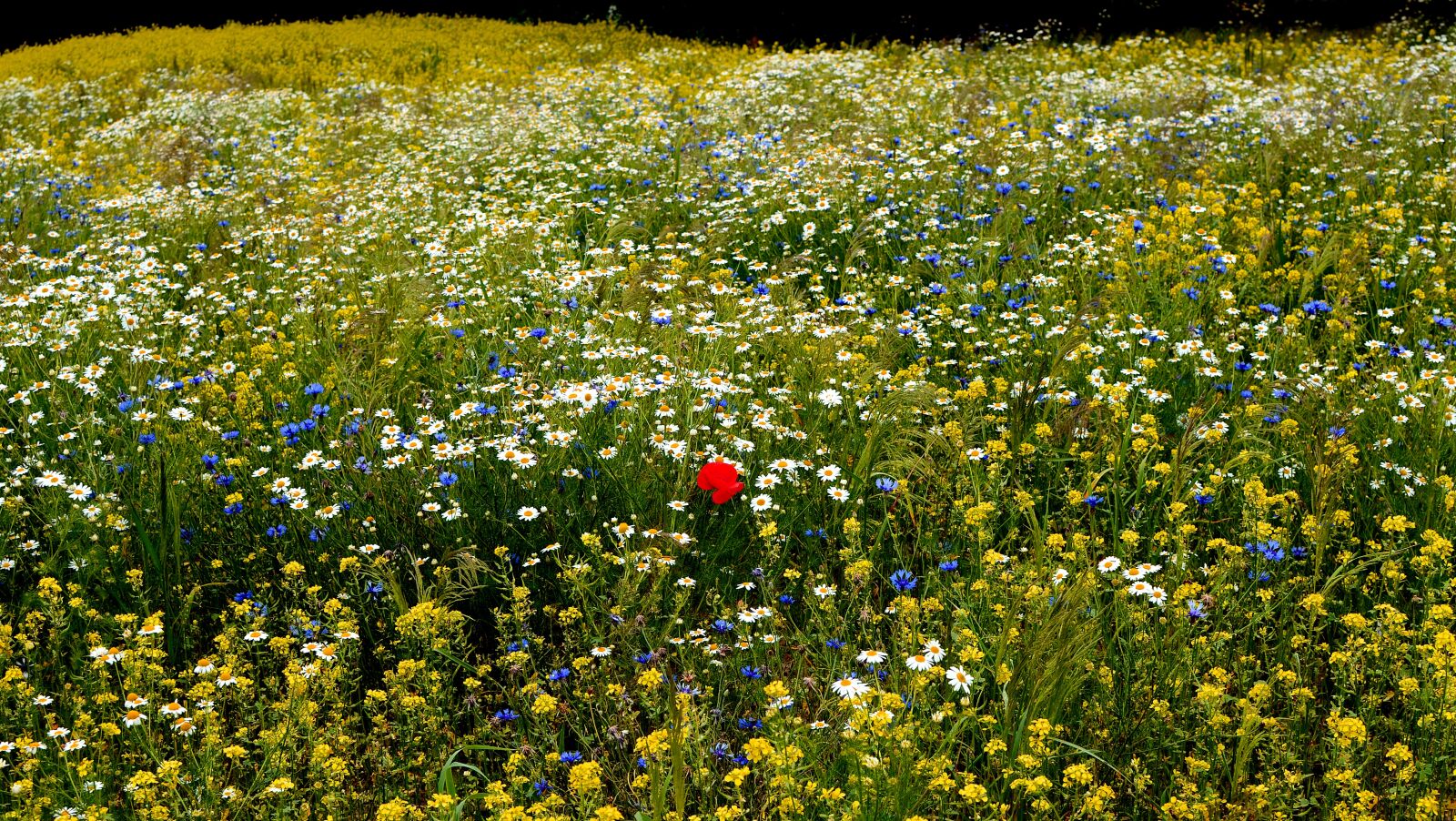 Nikon D7000 sample photo. Meadow, spring, flowers photography