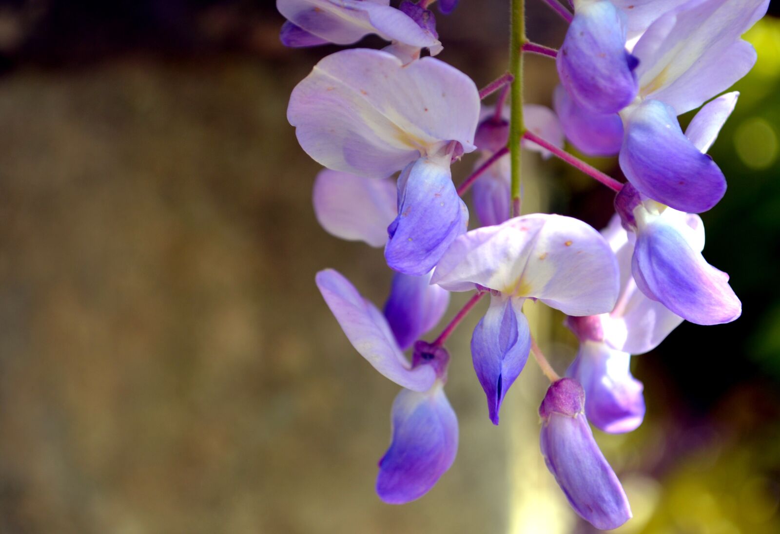 Nikon D5100 sample photo. Wisteria, flower, spring photography