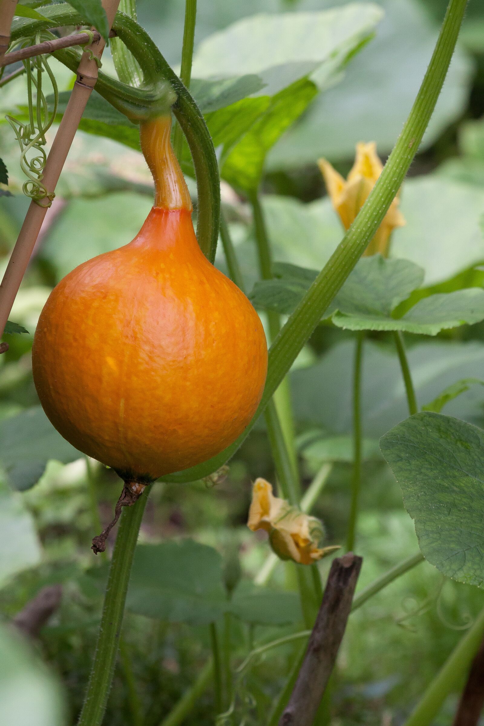Canon EOS 50D sample photo. Pumpkin, hokkaido, vegetables photography