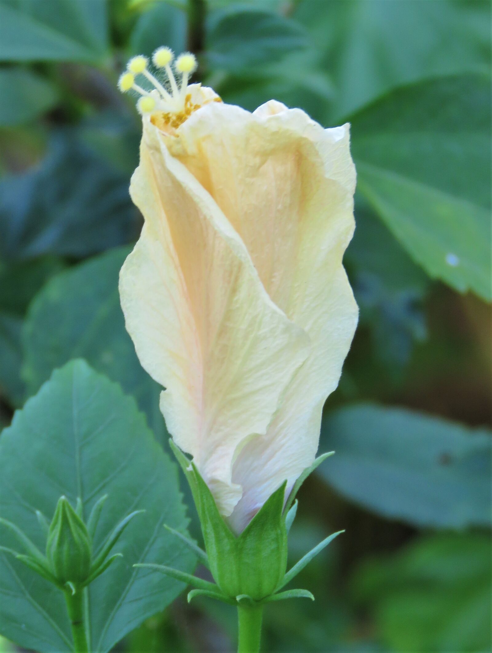 Canon PowerShot SX60 HS sample photo. Flower, flora, white photography