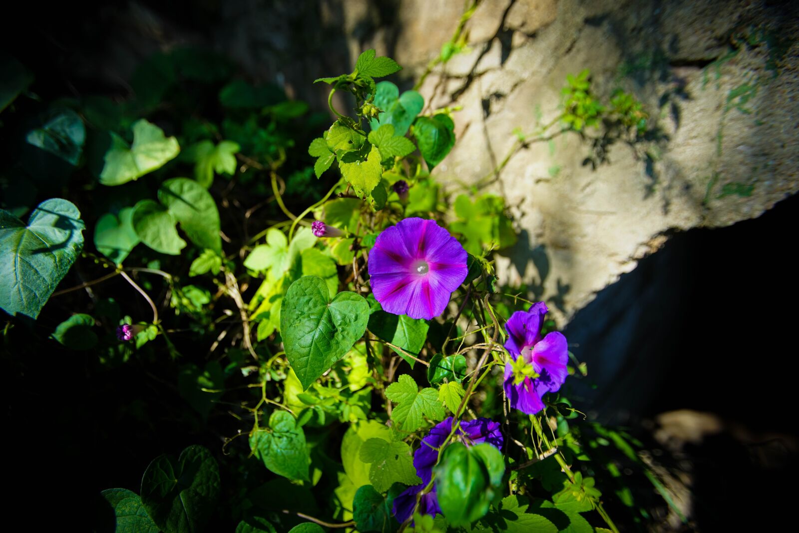 Sony a7R II sample photo. Flowers, morningglory, purple photography