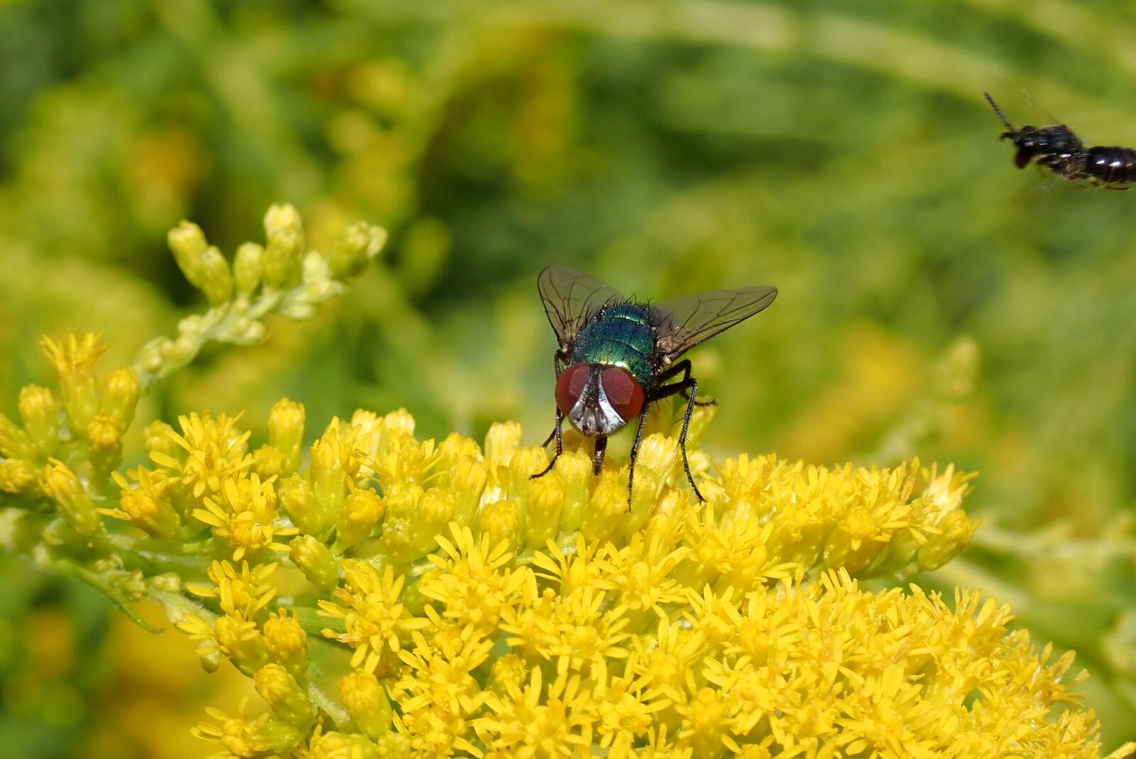 Olympus TG-5 sample photo. Goldfliege, bluebottle, fly photography