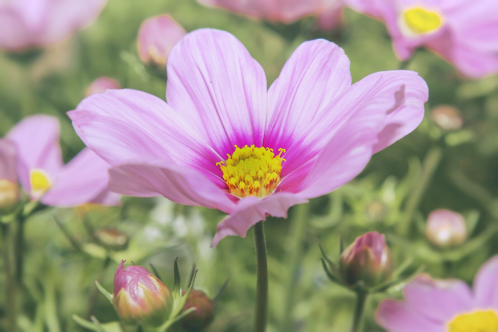 Canon EOS 50D + Canon EF 24-105mm F4L IS USM sample photo. Cosmea, pink, flower photography