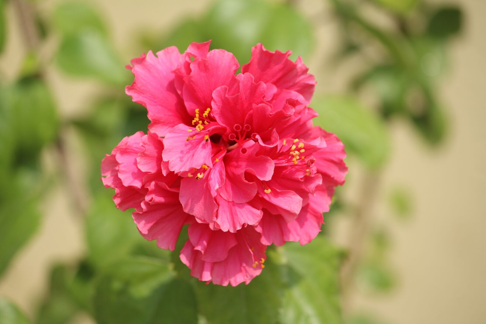 Canon EOS 1200D (EOS Rebel T5 / EOS Kiss X70 / EOS Hi) sample photo. Flower, hibiscus, pink photography