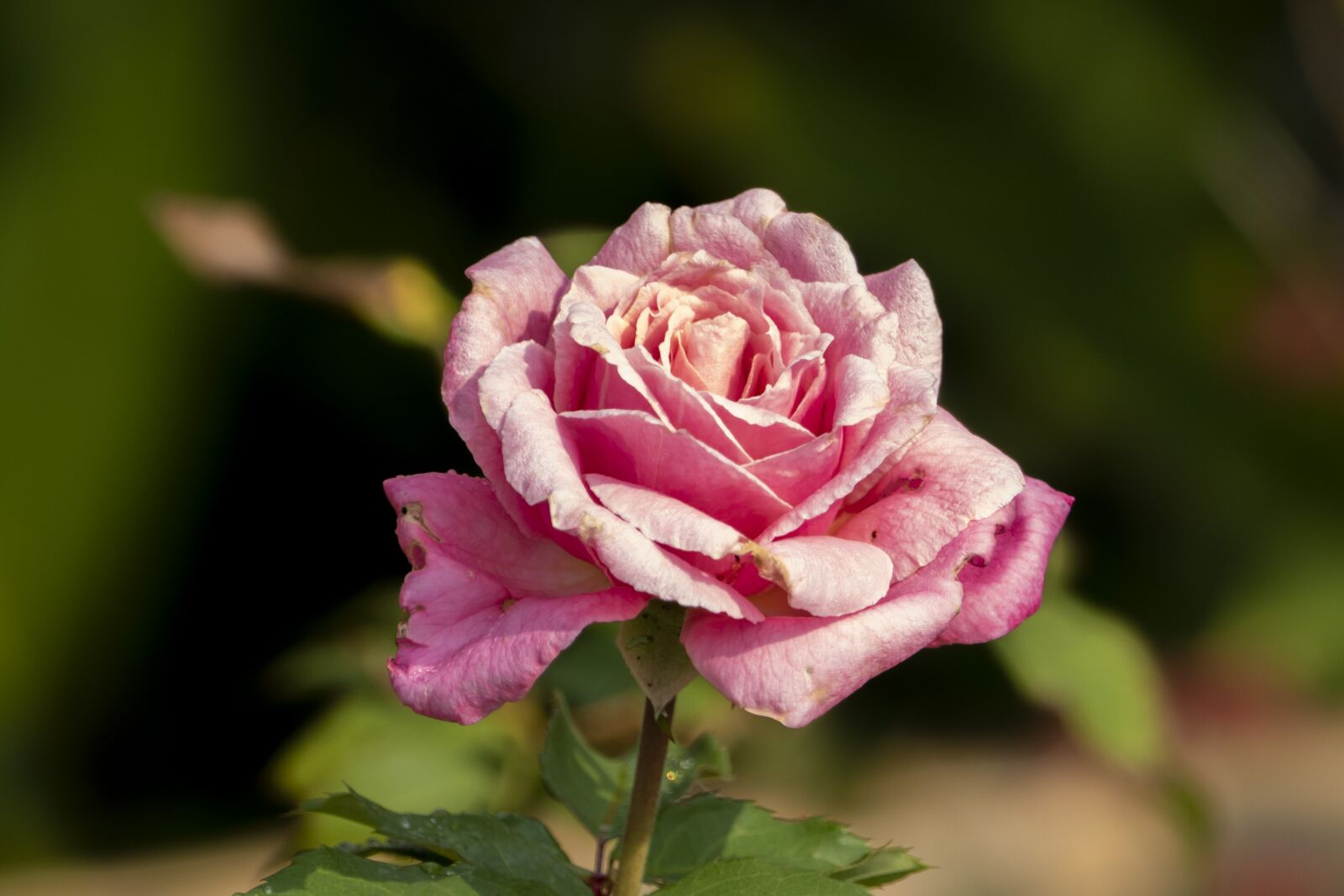 Panasonic Lumix DMC-FZ1000 sample photo. Rose, flower, withering photography