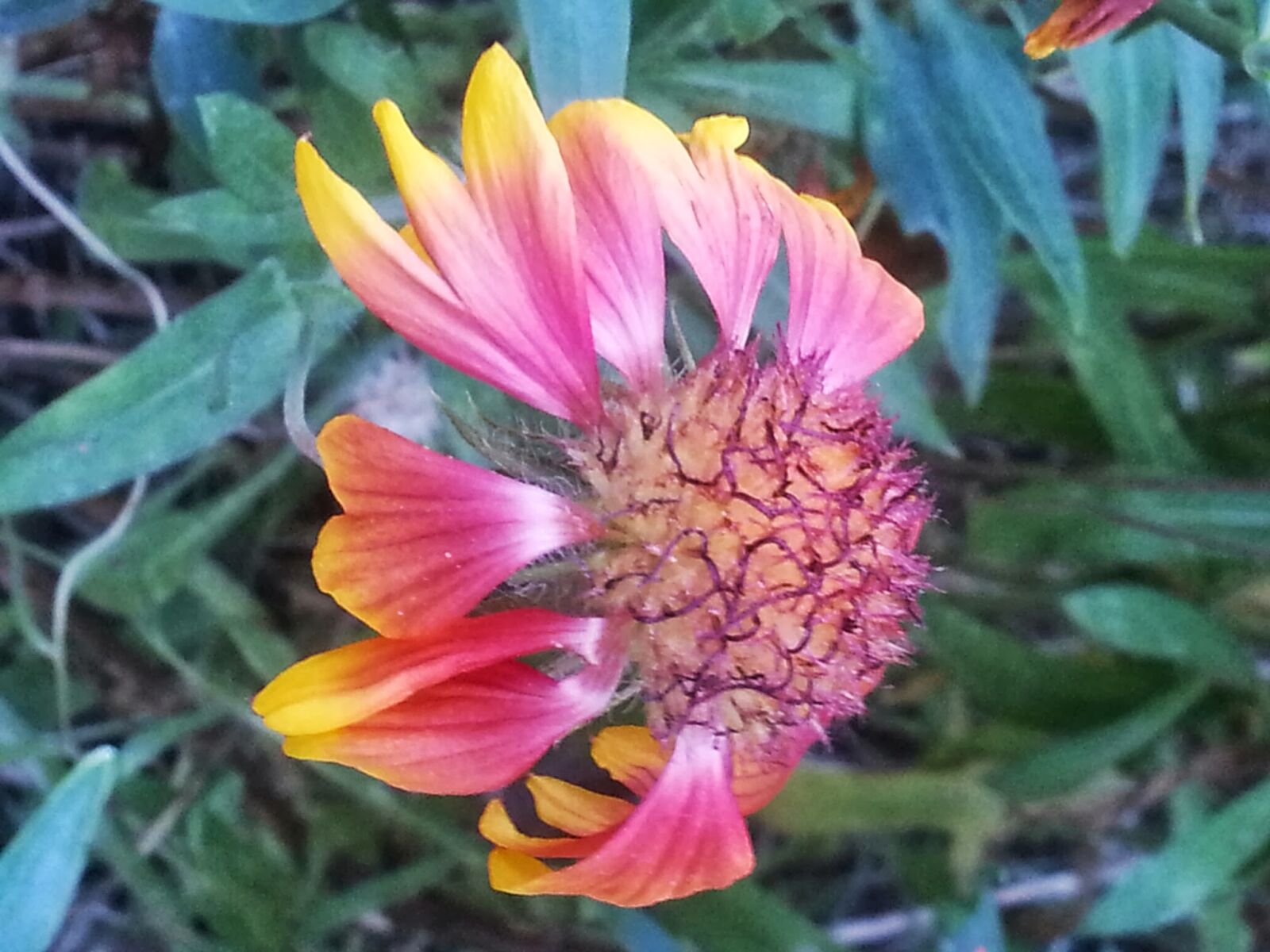 Samsung Galaxy Note2 sample photo. Fleur, jaune, la, nature photography
