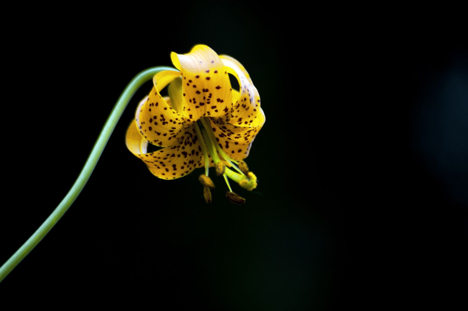 Nikon D50 sample photo. Lily, flower, wildflower photography