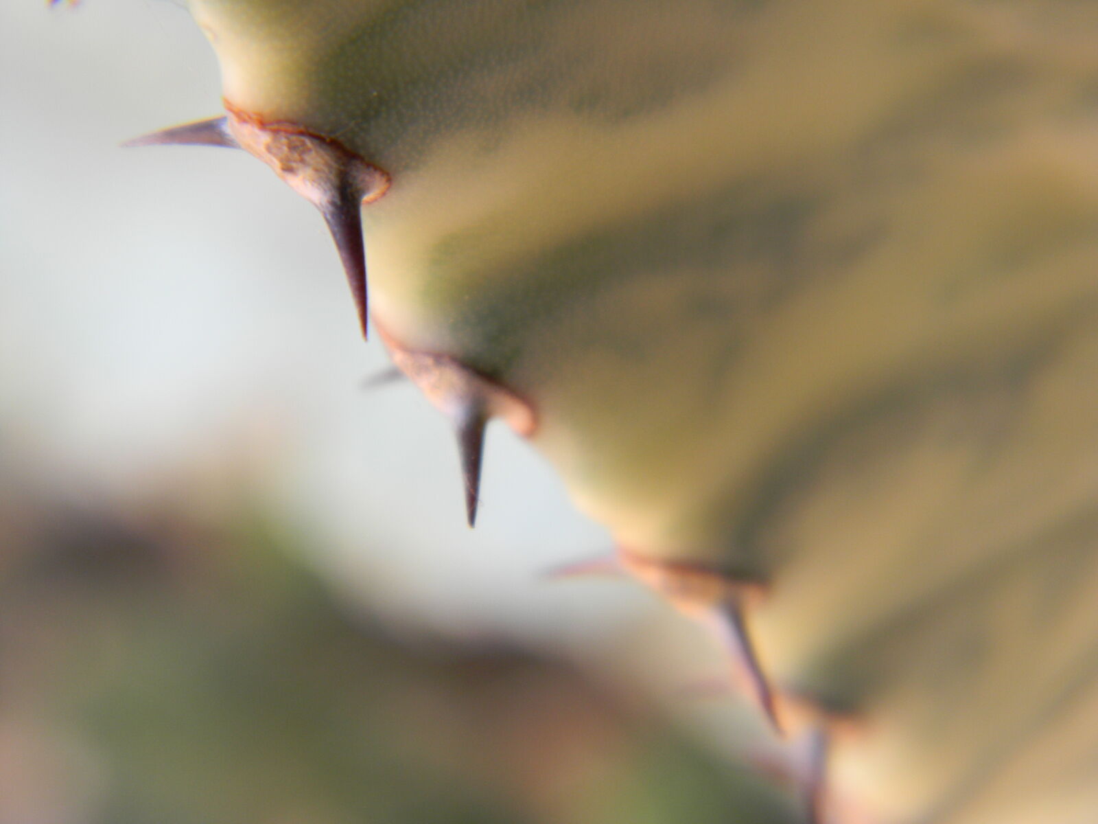 Nikon Coolpix L110 sample photo. Abstract, cactus, sharp photography