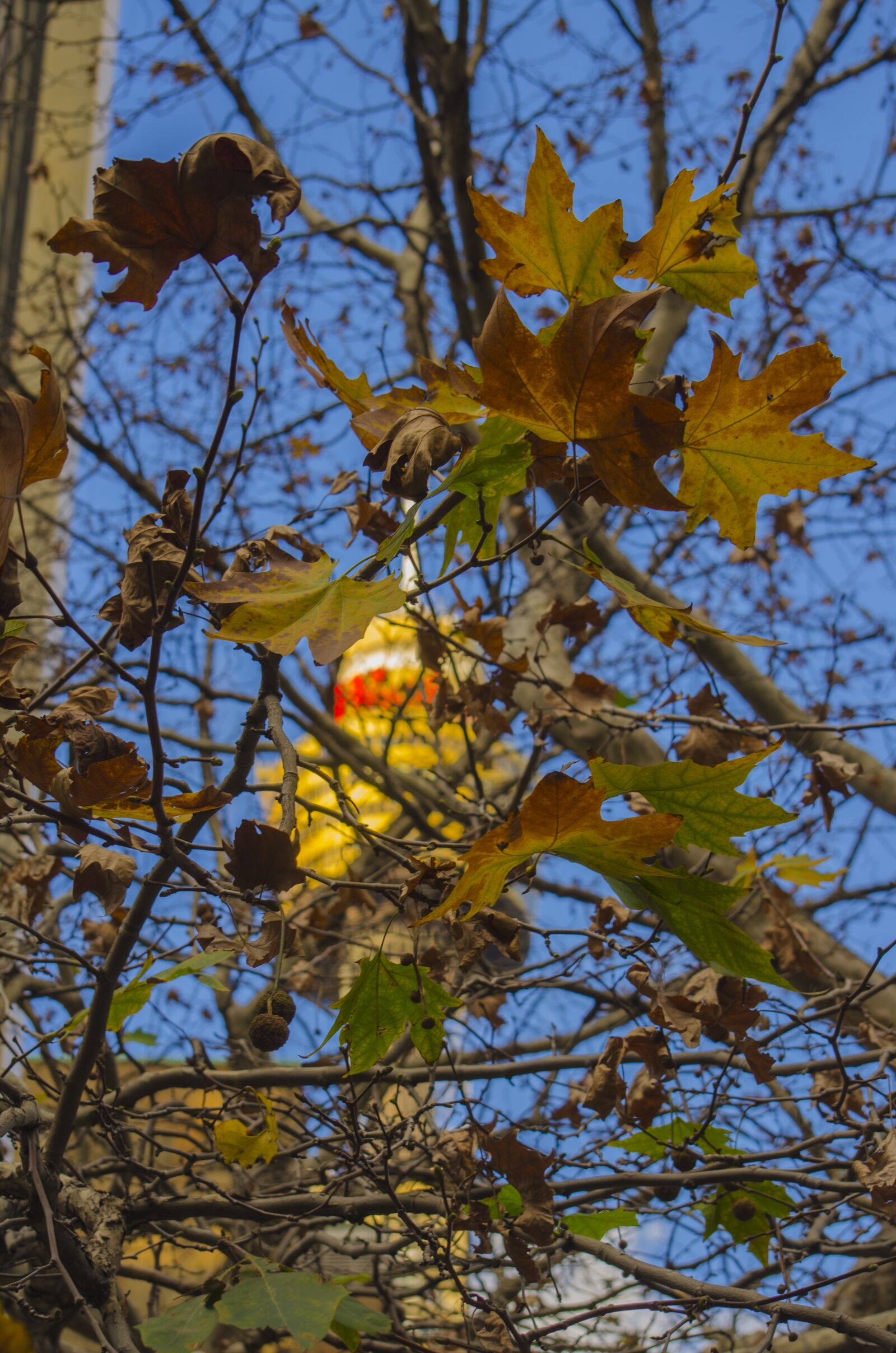Nikon D5100 sample photo. Tower, autumn, leaves photography