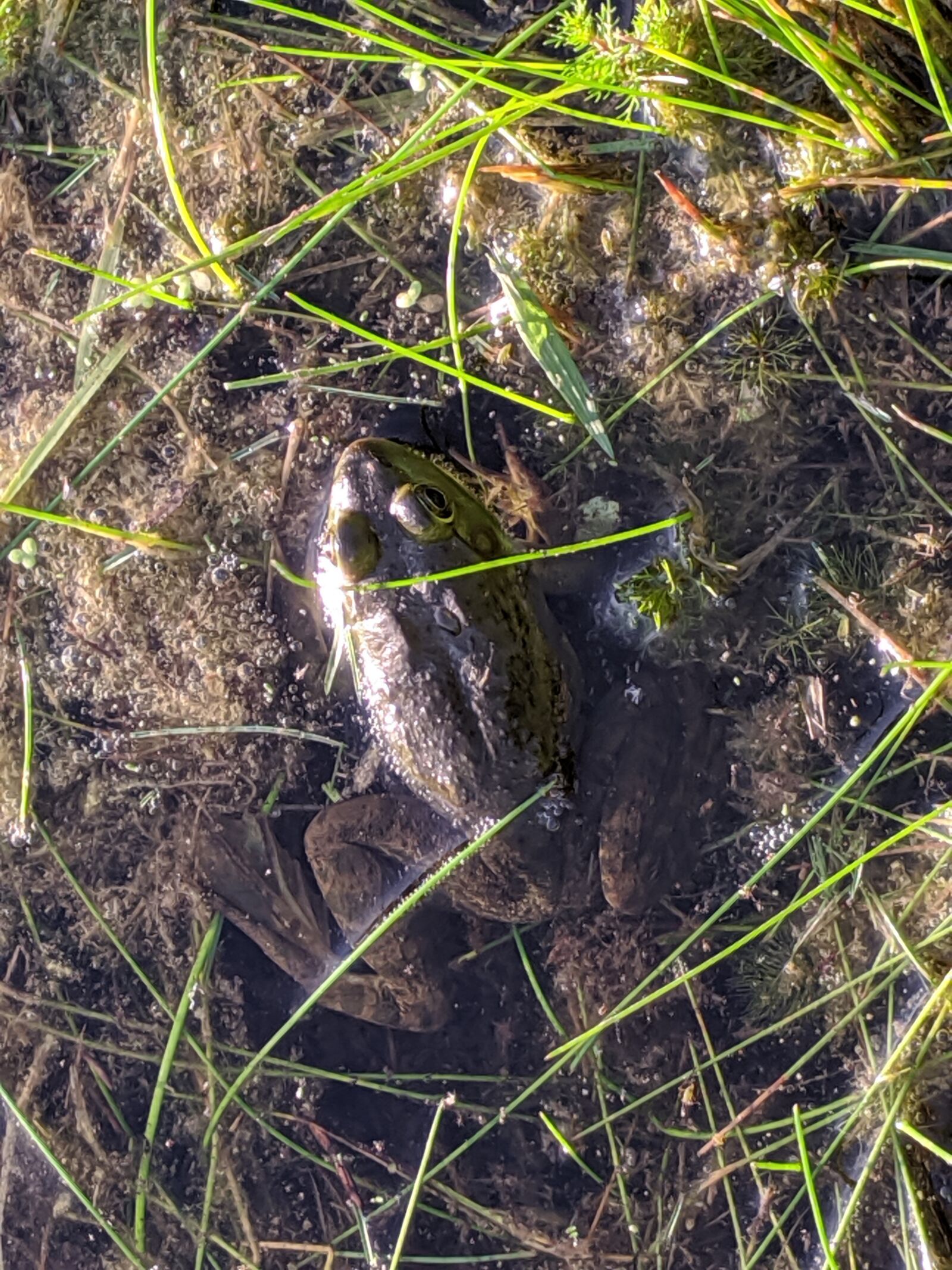 Google Pixel 3a sample photo. Frog, pond, swamp photography