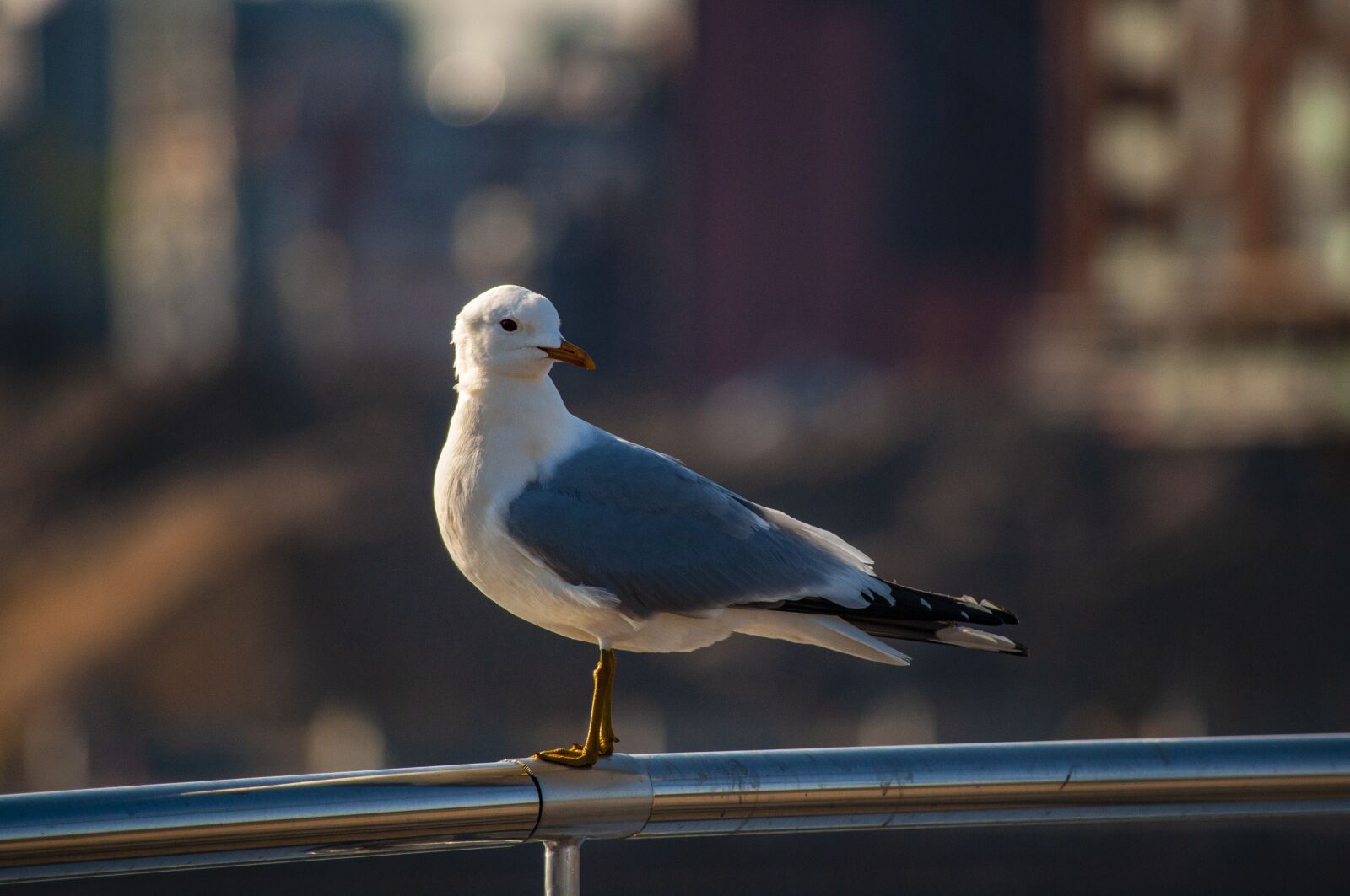 Nikon D5000 sample photo. Seagull, bird, animal photography
