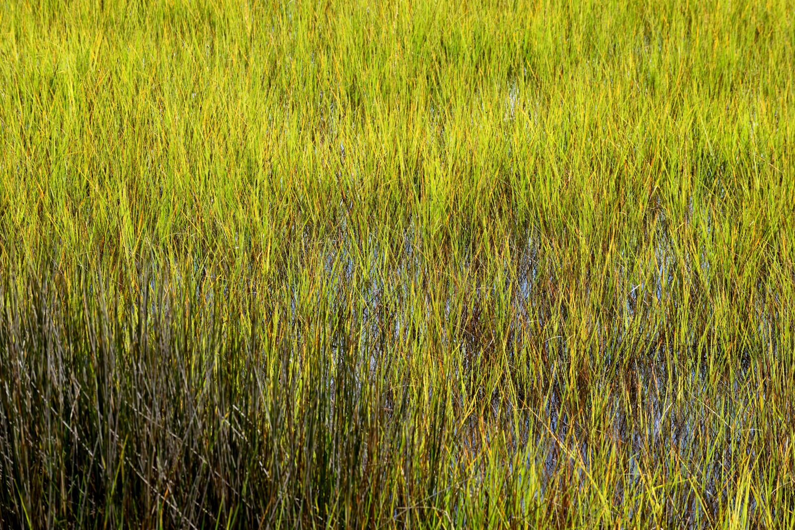 Nikon D3300 sample photo. Marshland, wetland, florida photography