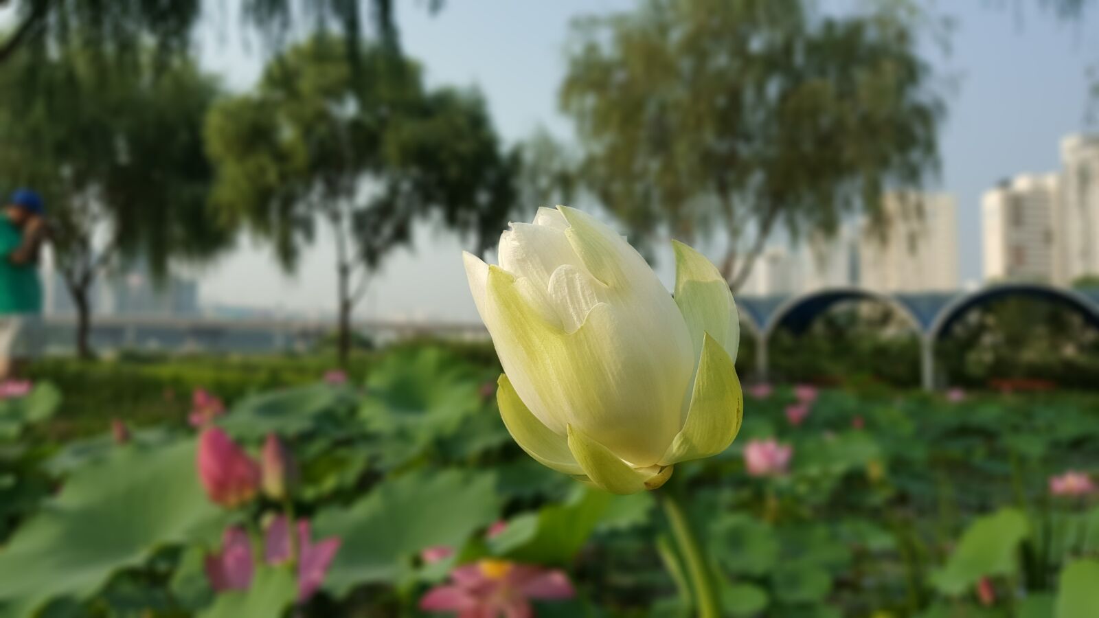 Samsung Galaxy Note5 sample photo. Flowers, flower, lotus photography