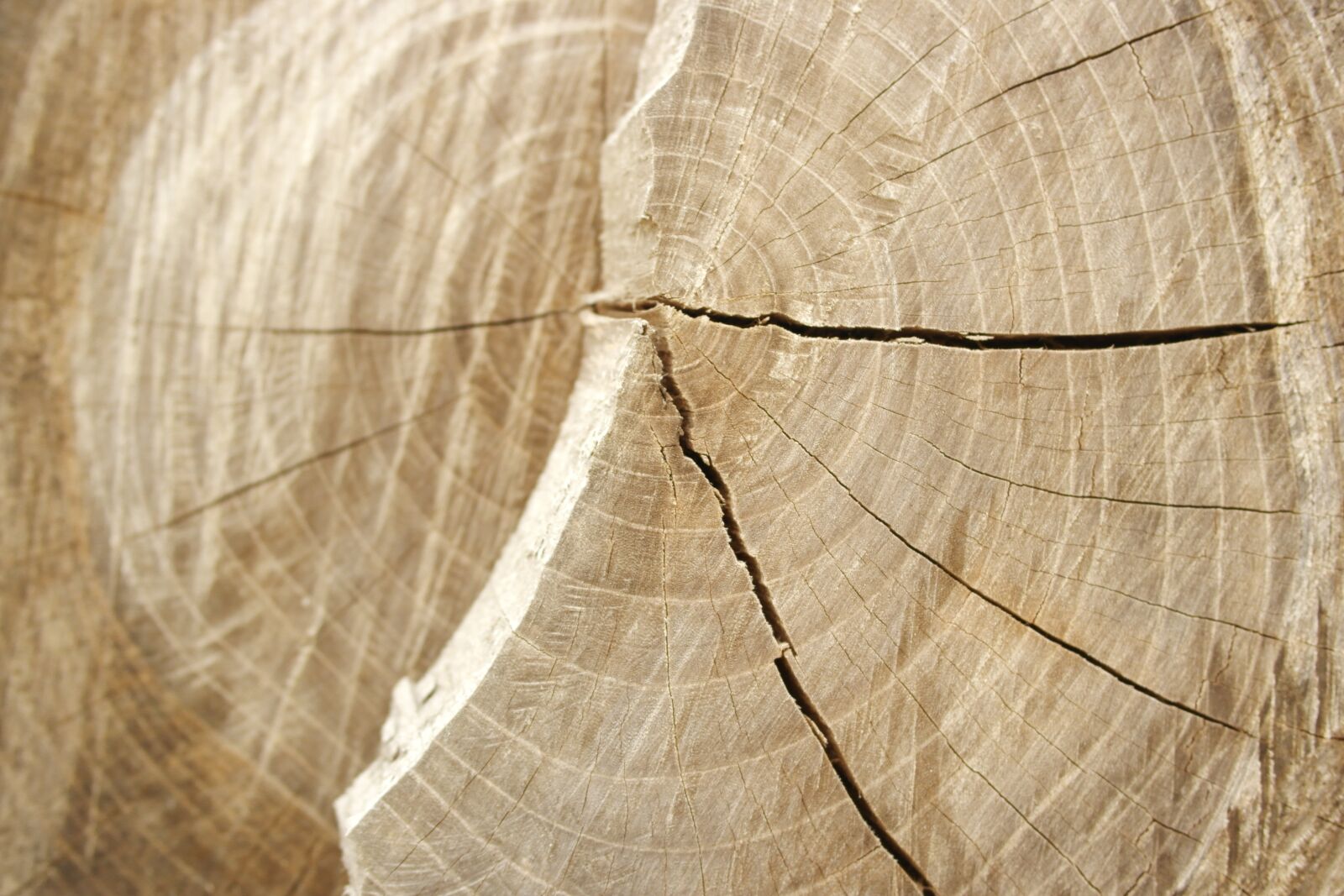 Samsung NX1000 sample photo. Wood, annual zone, pattern photography