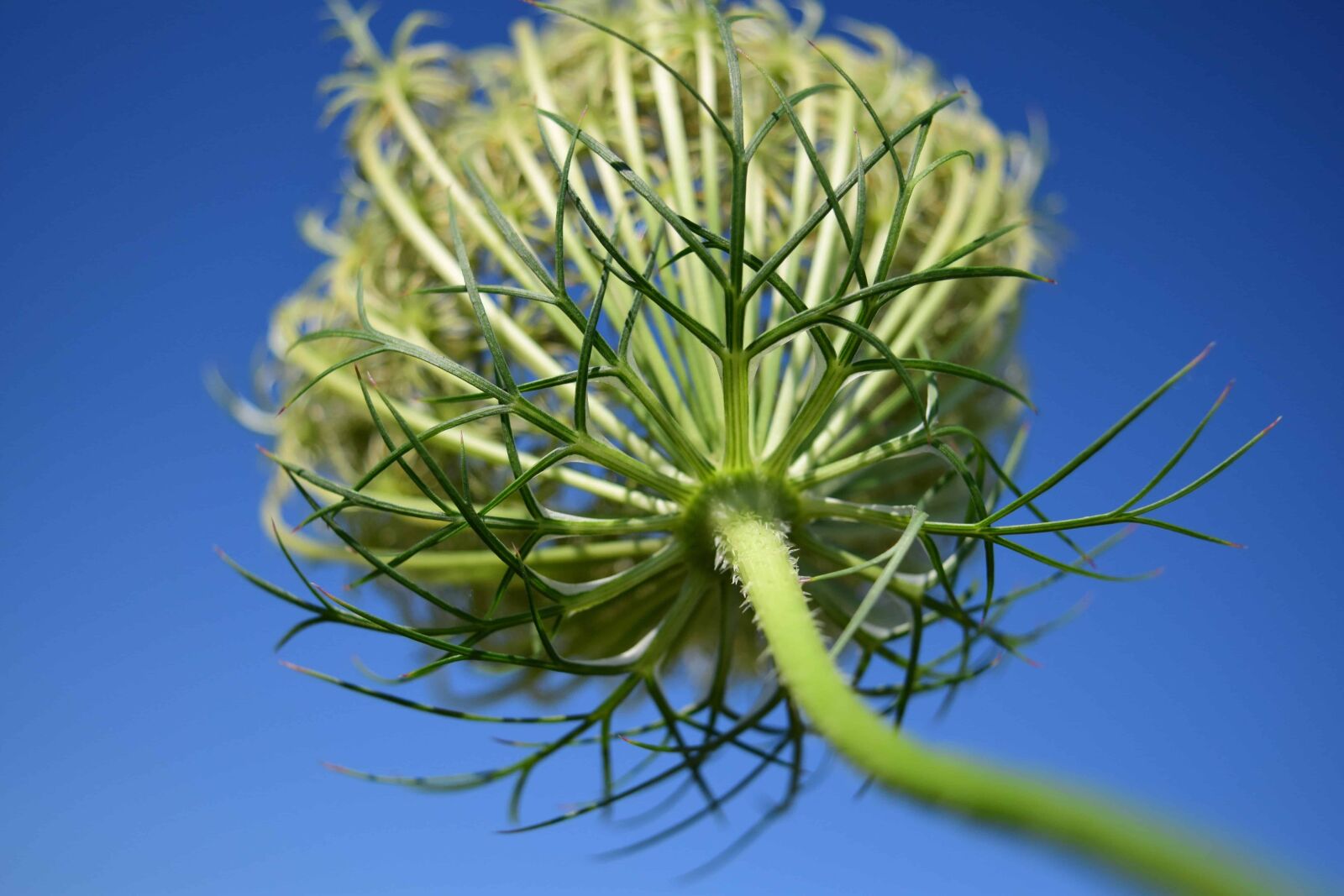 Nikon D3300 sample photo. Summer, flora, nature, herb photography