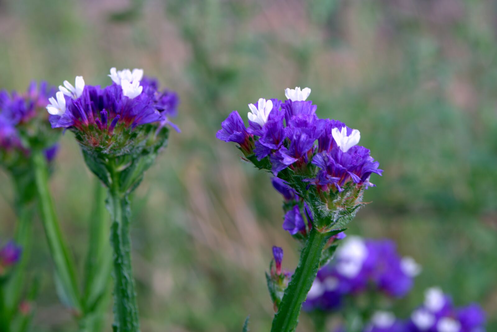 Pentax K-S2 sample photo. Sea lavender, limonium, flowers photography