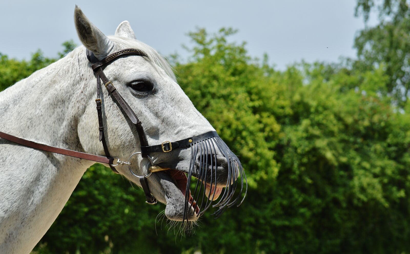 Nikon D3200 sample photo. Horse, mold, reiterhof photography