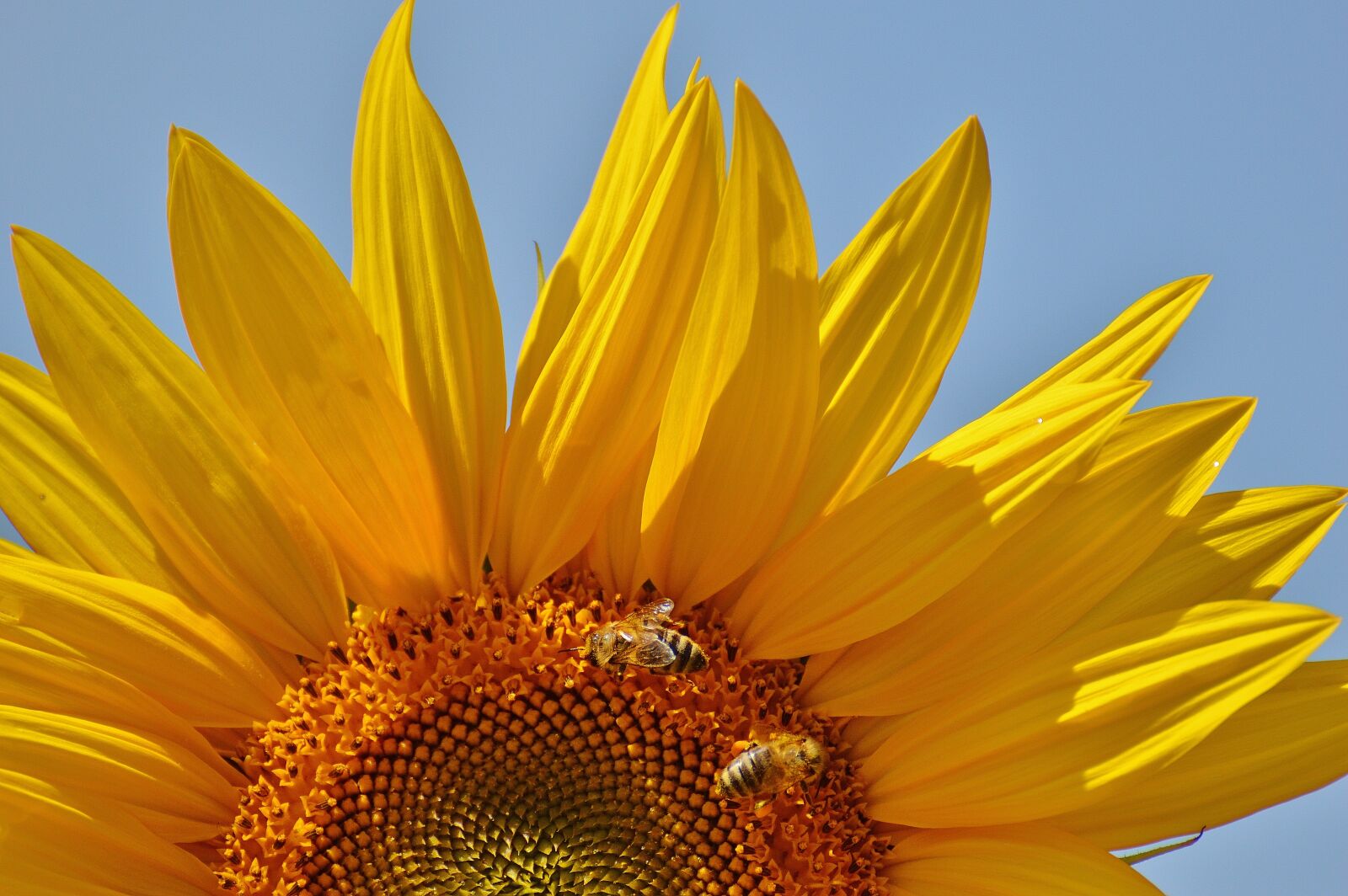 Nikon D3200 sample photo. Sunflower, bees, summer photography