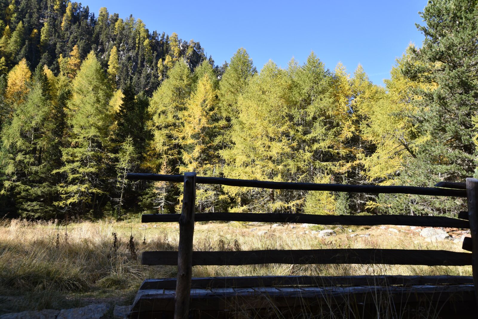 Nikon D750 sample photo. Landscape, forest, autumn photography