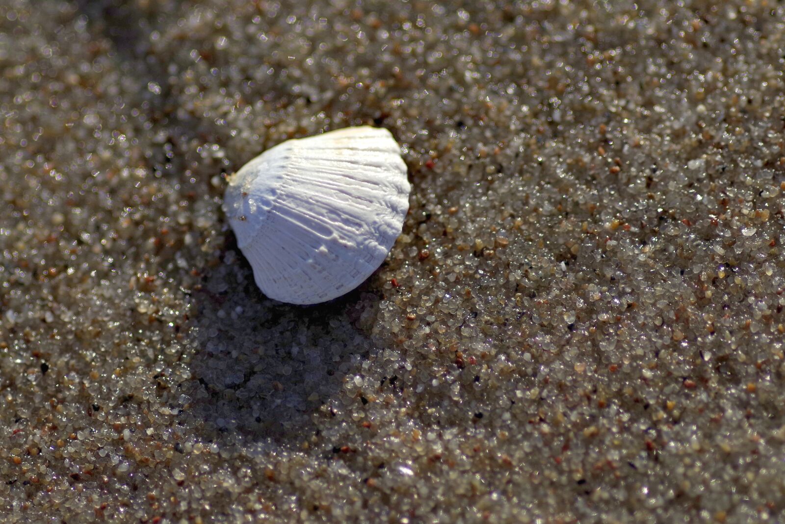 Pentax K-S2 sample photo. Scallop, sea, sand photography