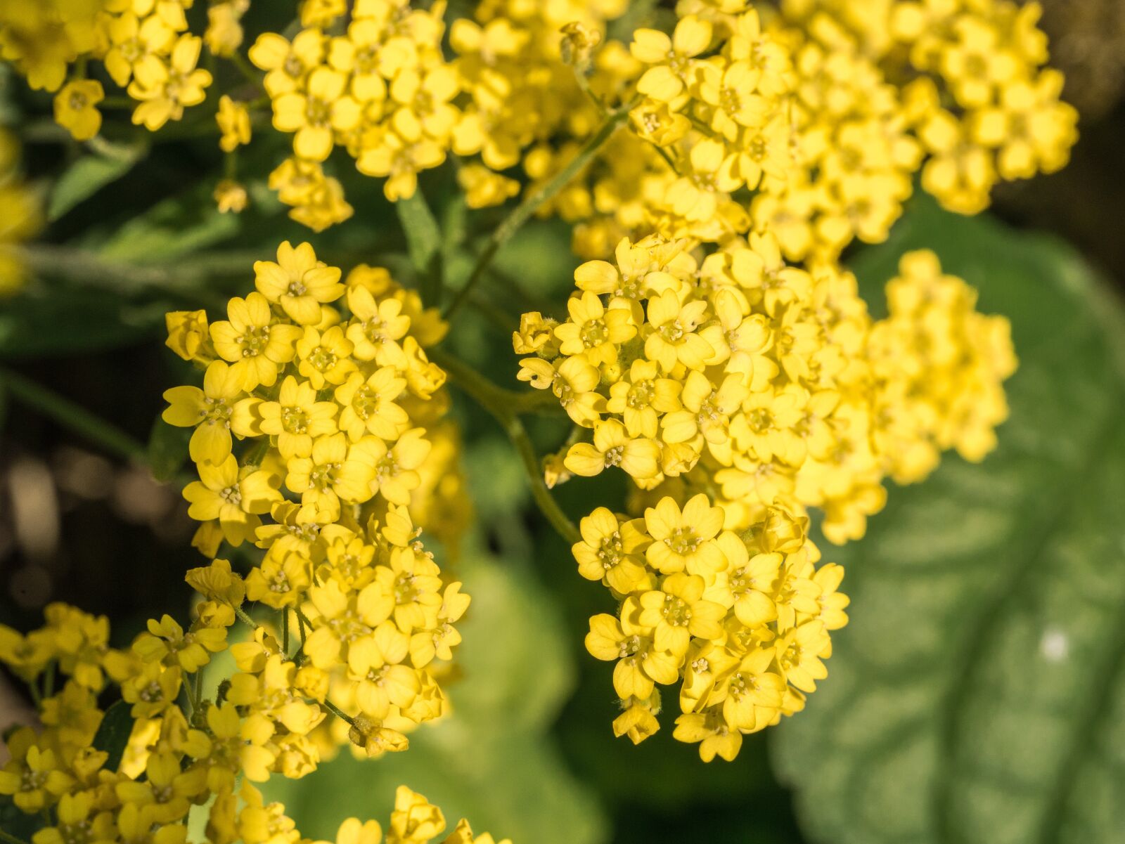 Panasonic DMC-G81 sample photo. Flowers, flower garden, yellow photography