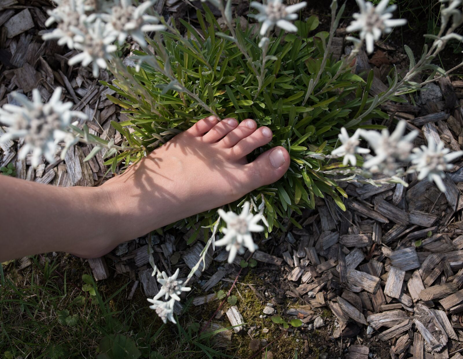 Nikon D750 sample photo. Foot, edelweiss, nature photography