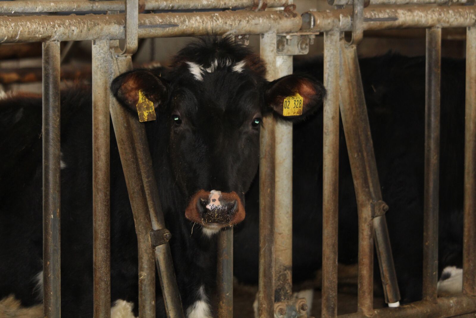 Canon EF-S 55-250mm F4-5.6 IS STM sample photo. Brown swiss, young cattle photography