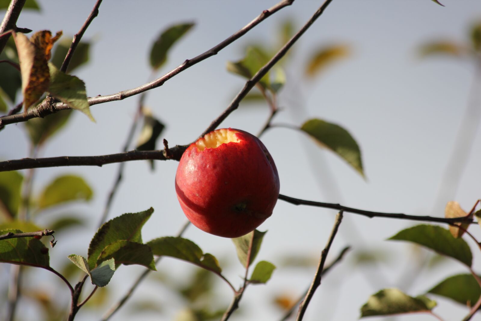 Canon EOS 550D (EOS Rebel T2i / EOS Kiss X4) sample photo. Apple, apple tree, autumn photography