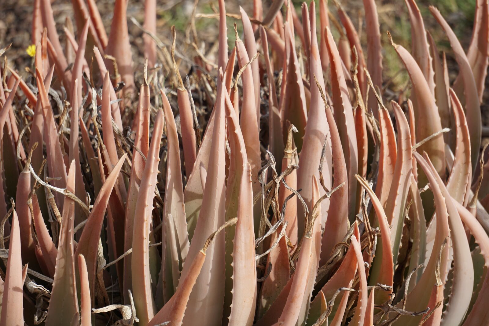 Sony E 55-210mm F4.5-6.3 OSS sample photo. Cactus, plant, nature photography
