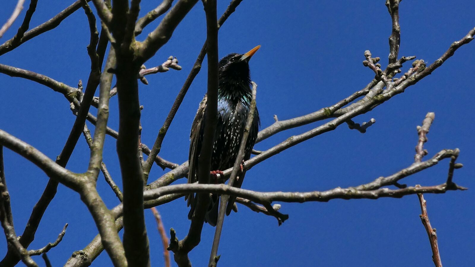 Panasonic Lumix DMC-FZ1000 sample photo. Starling, pictures of birds photography