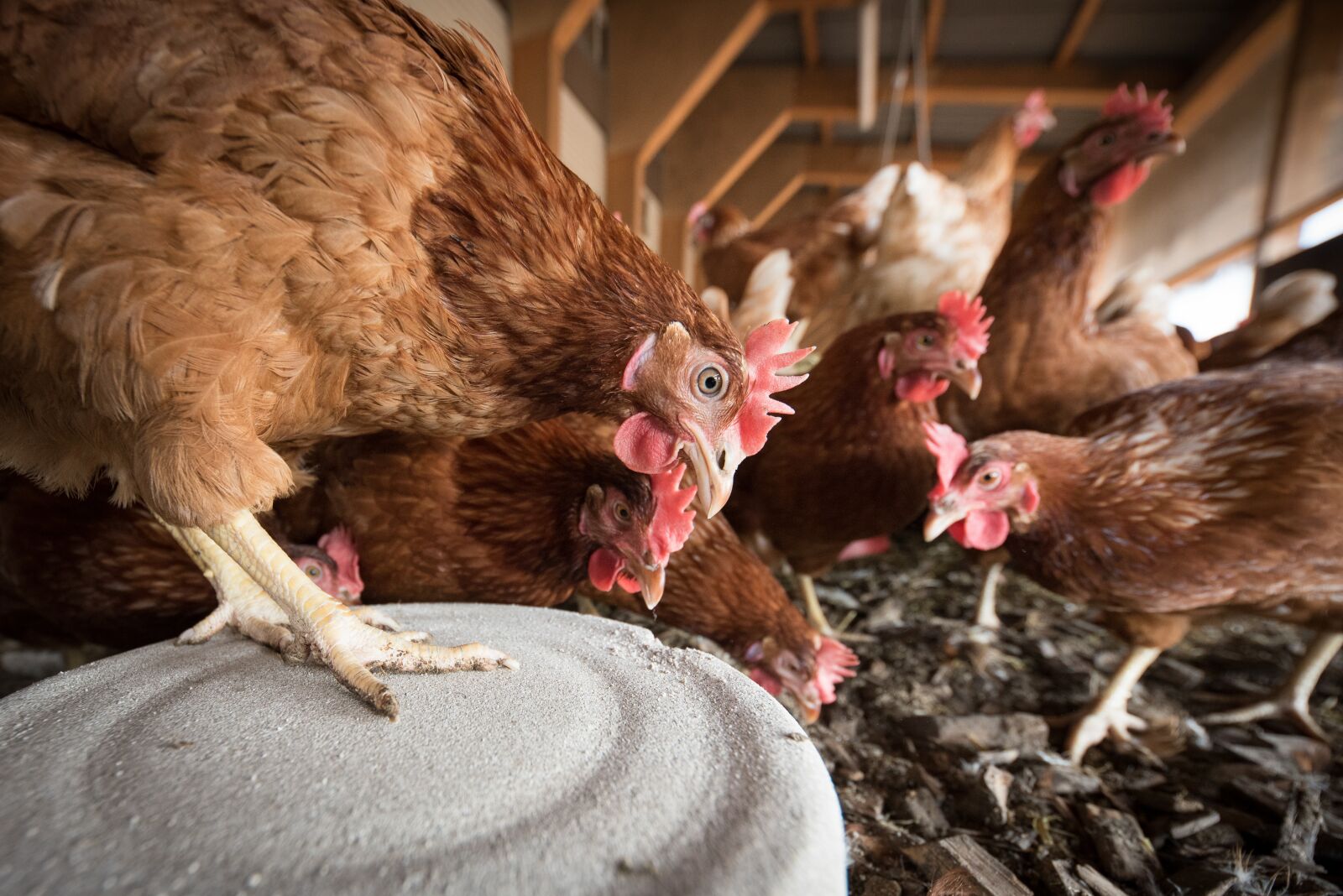 Nikon D750 sample photo. Laying hens, hen, poultry photography