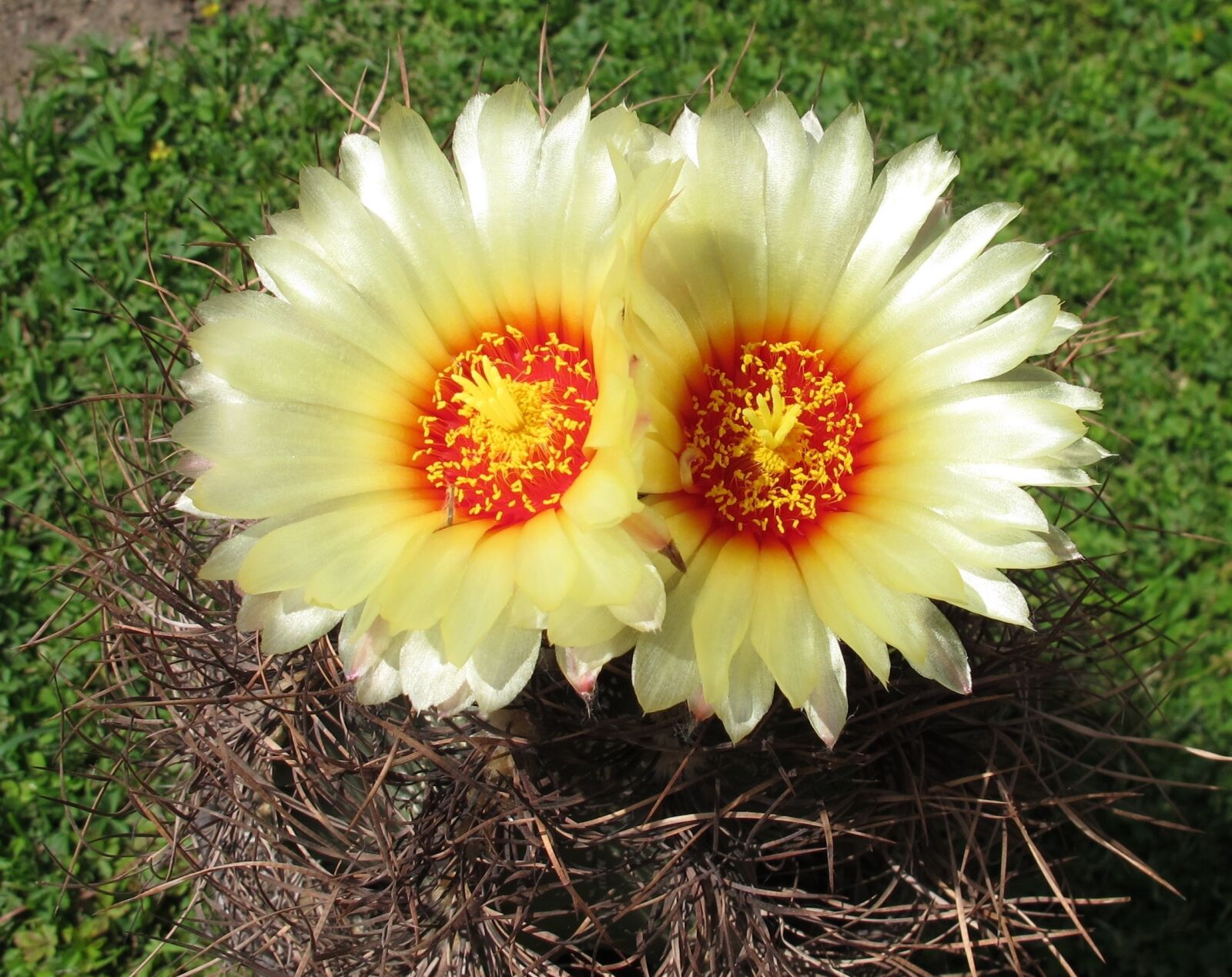 Canon PowerShot G12 sample photo. Plants, cacti, astrophytum senile photography