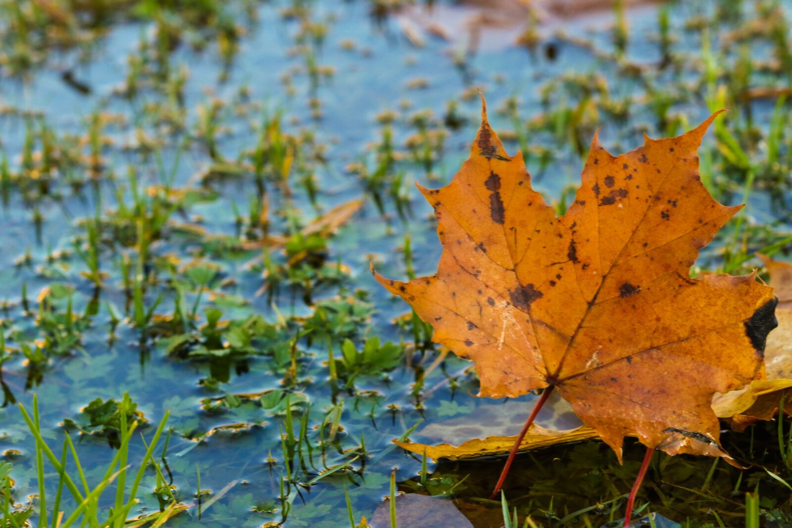Canon EOS 7D Mark II sample photo. Leaf, autumn, puddle photography
