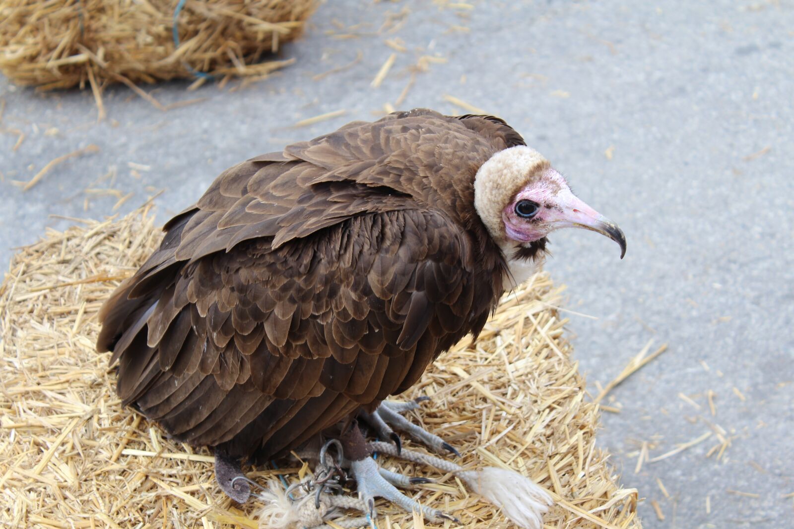 Canon EOS 600D (Rebel EOS T3i / EOS Kiss X5) sample photo. Vulture, bird, raptor photography