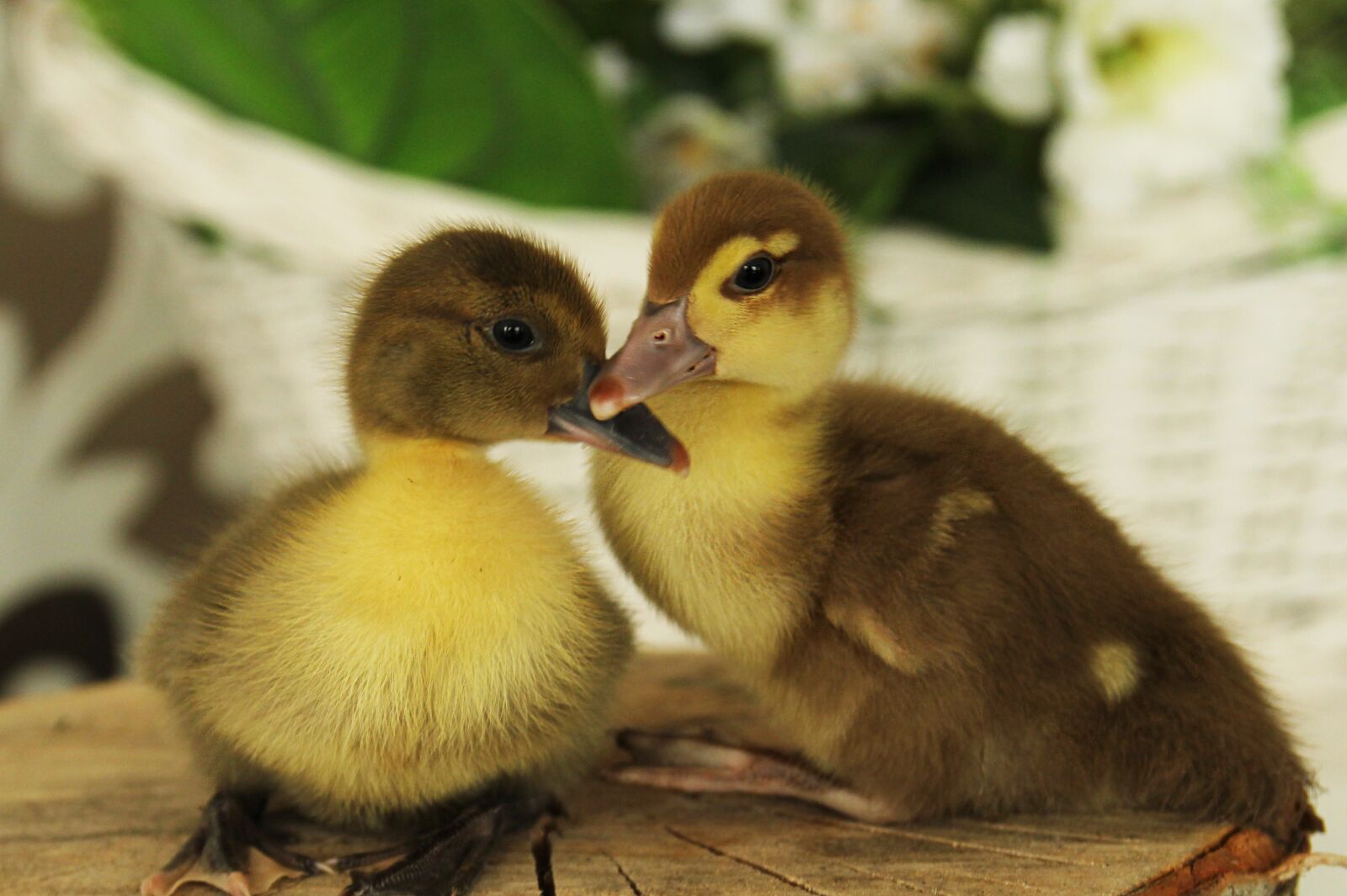 Canon EOS 60D sample photo. Ducklings, duck, chicks photography
