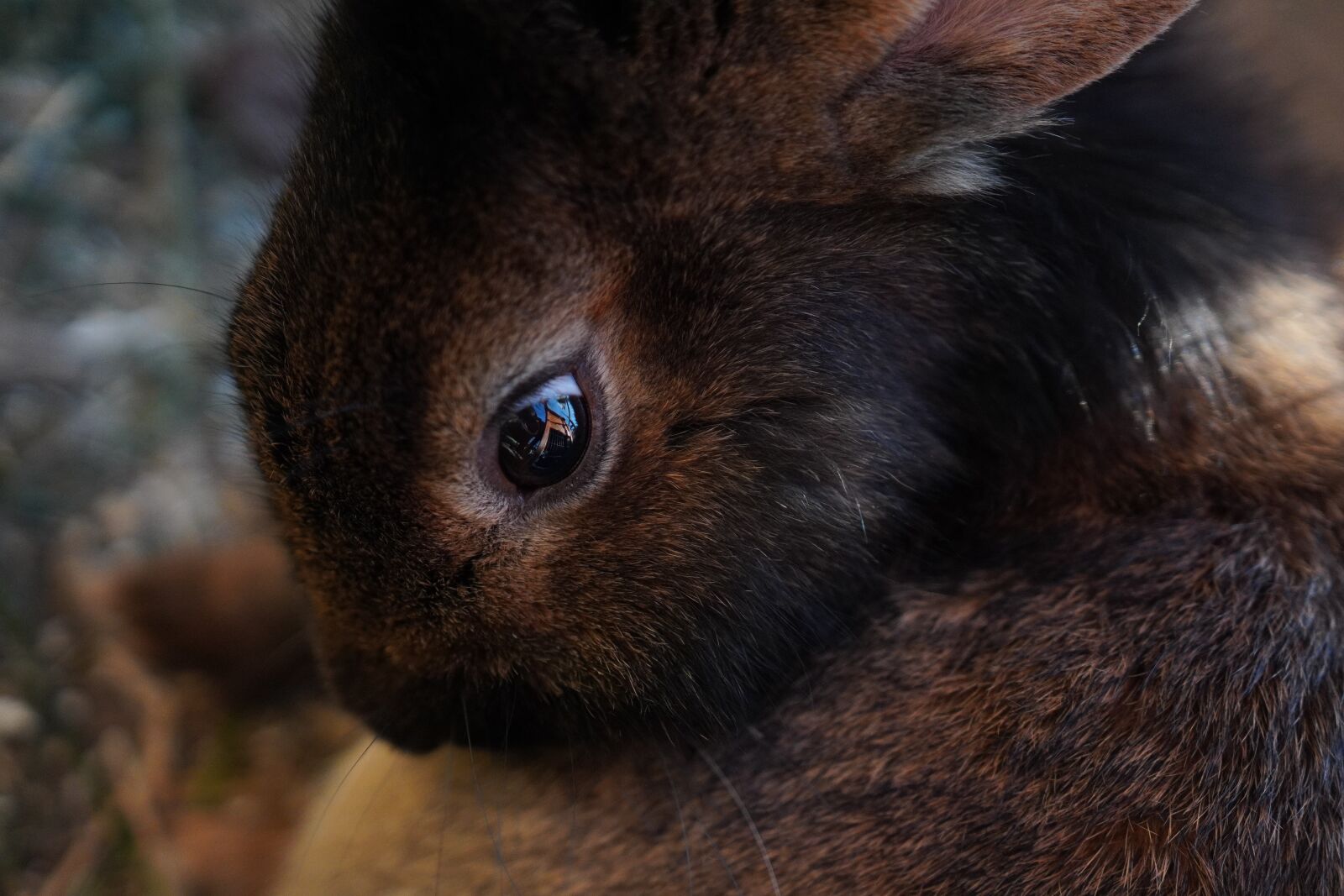 Canon 18-35mm F1.8 DC HSM | Art 013 sample photo. Hare, eye, rabbit photography