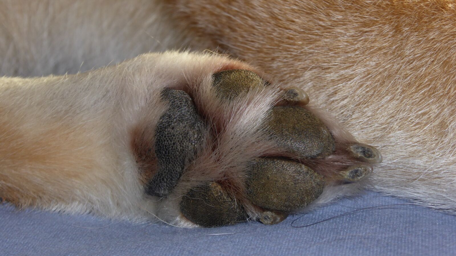 Panasonic DMC-TZ61 sample photo. Paw, dog paw, dog photography