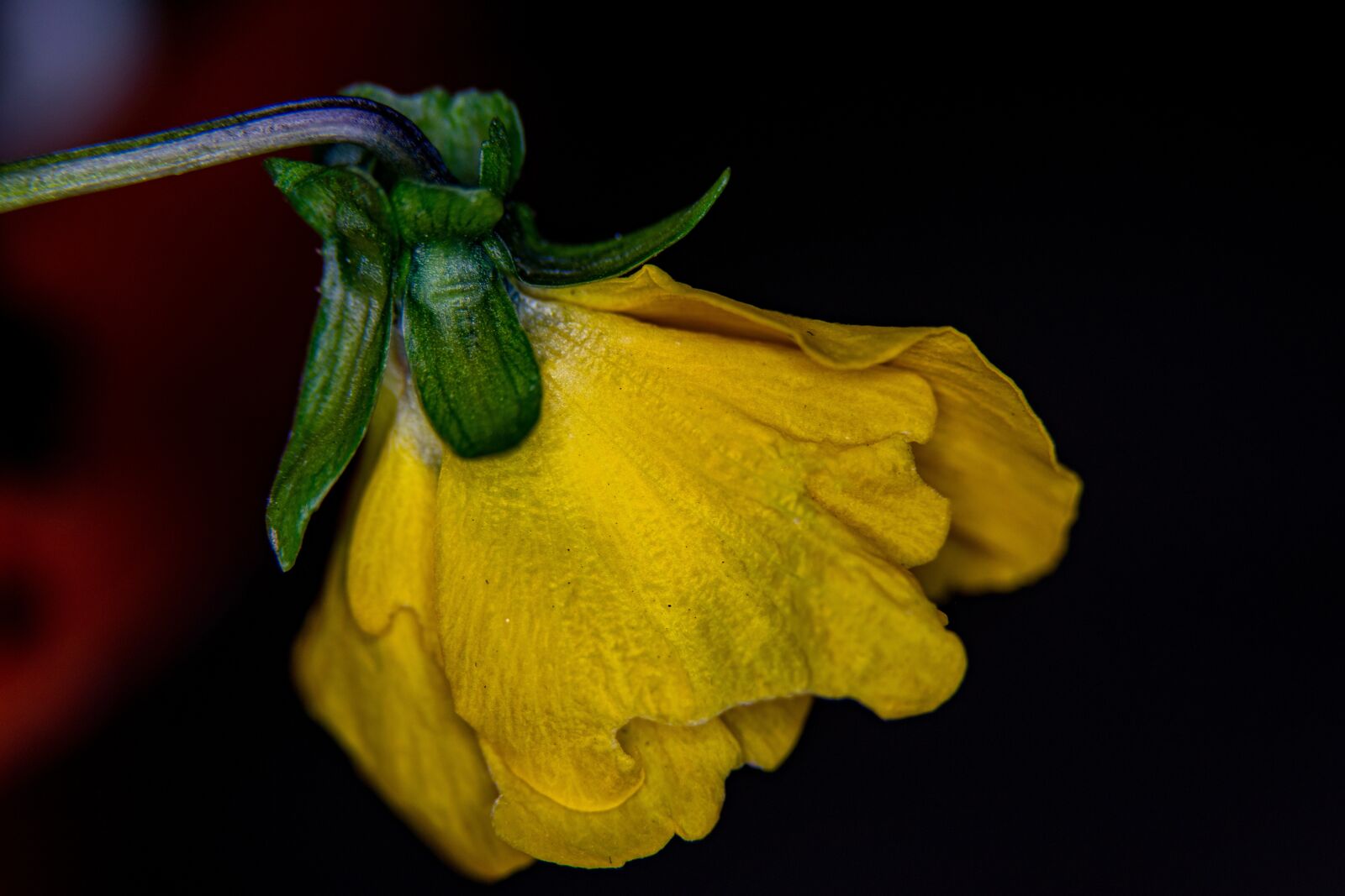 Nikon D5300 sample photo. Flower, yellow, in bloom photography