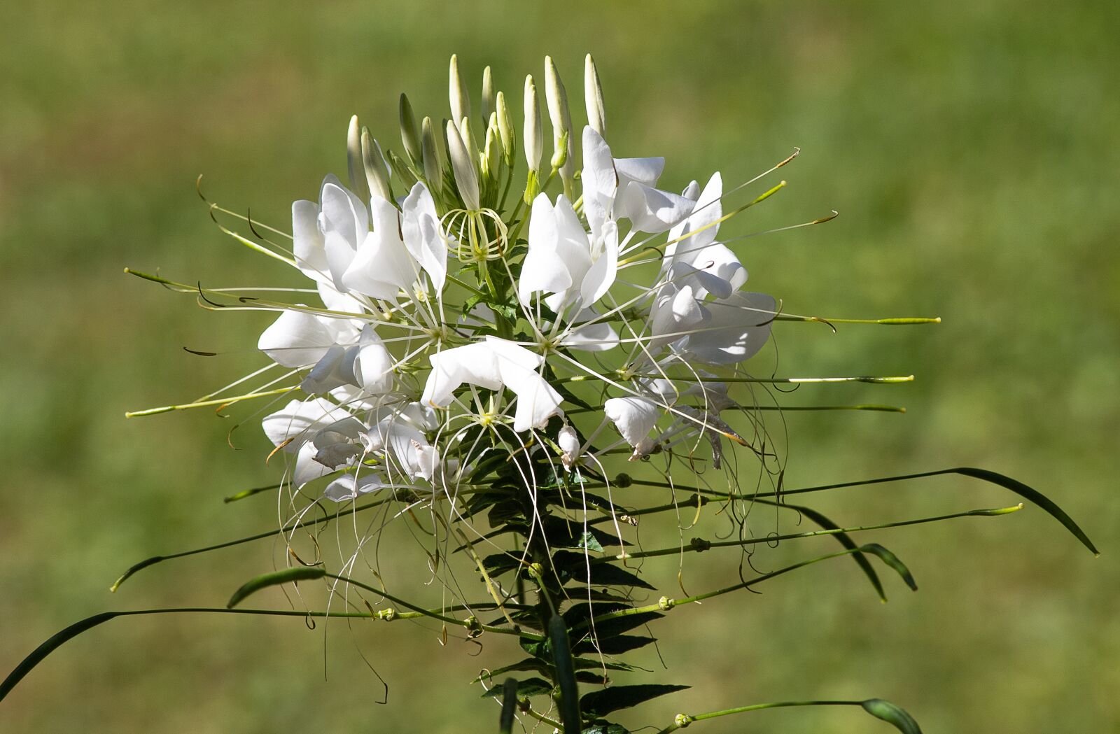 Canon EF 70-300mm F4-5.6 IS USM sample photo. Flower, blossom, bloom photography