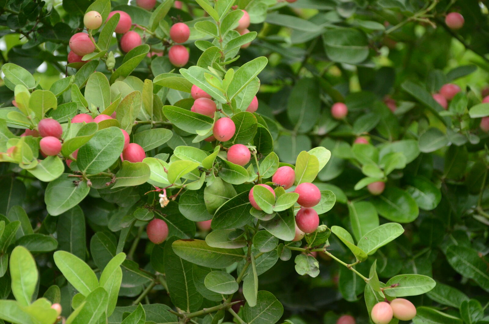 Nikon D7000 sample photo