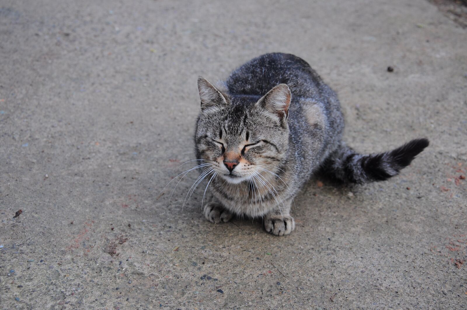Nikon D90 sample photo. Cat, cat official, cat photography