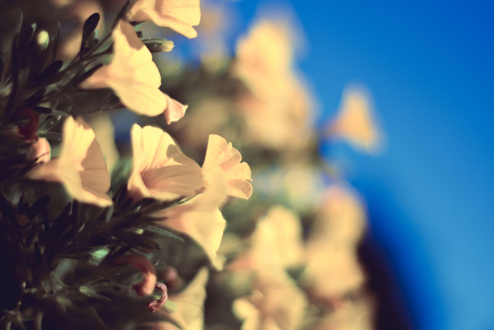Nikon D5600 sample photo. Yellow flowers, bloom, blossom photography