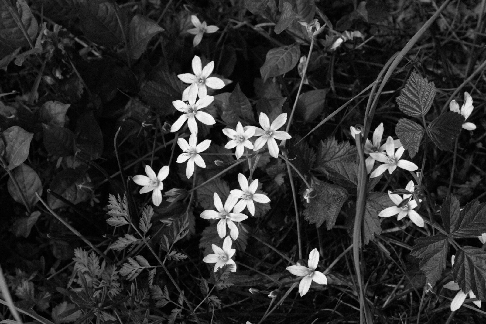 Canon EOS 450D (EOS Rebel XSi / EOS Kiss X2) sample photo. Black, white, black, and photography