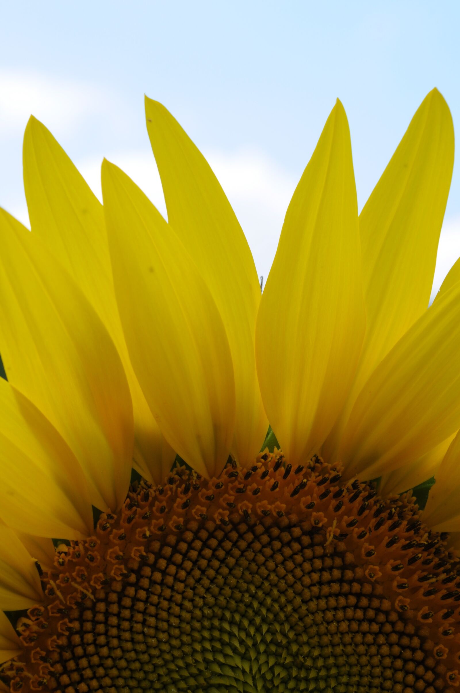 Nikon D90 sample photo. Sunflower, sunlight, nature photography