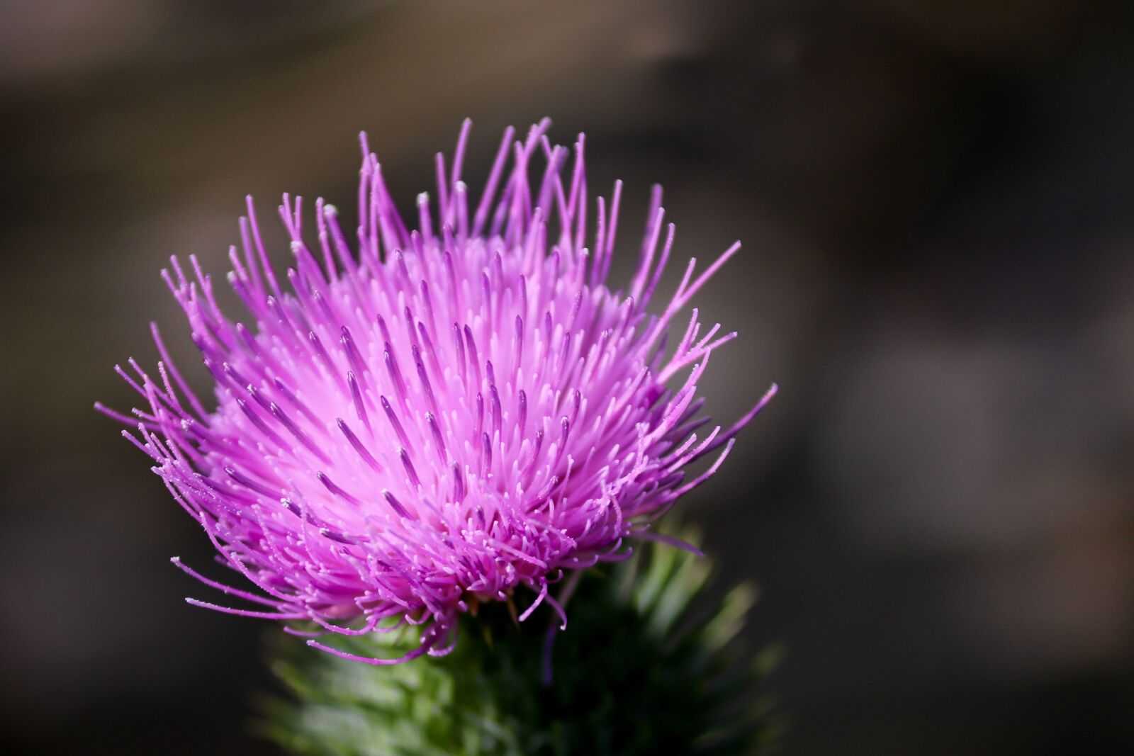 Canon EF-S 55-250mm F4-5.6 IS II sample photo. Cirsium vulgare, thistle, wild photography