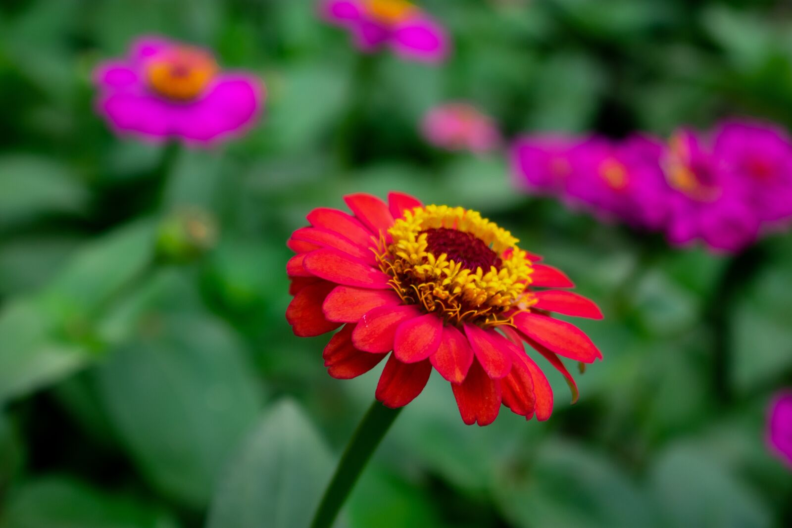 Nikon D3400 sample photo. Flowers, nature, green photography